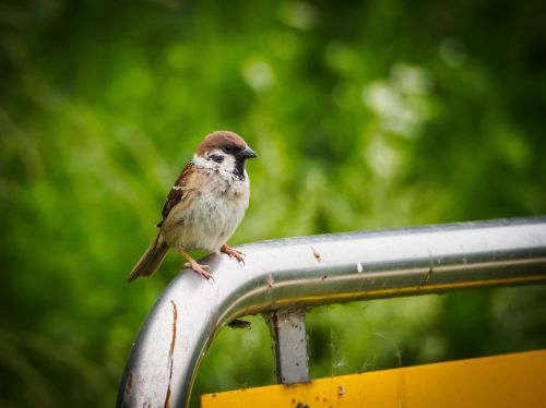 sparrow animal new