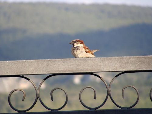 sparrow bird