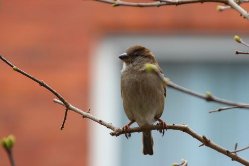 sparrow sperling bird