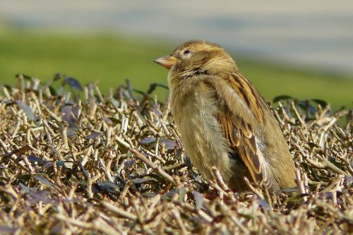 sparrow bird sperling