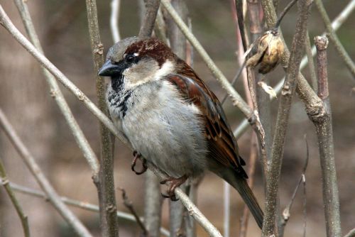 sparrow tree birds