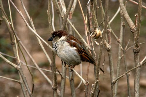 sparrow tree birds
