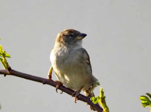 sparrow birds casey