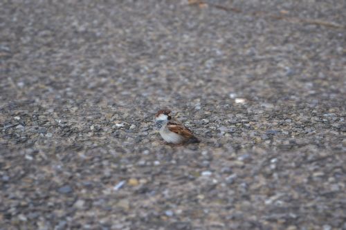 sparrow bird piazza