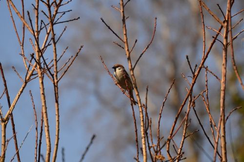 sparrow bird nature