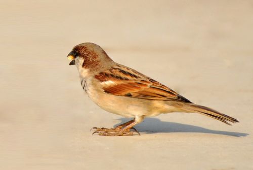 sparrow bird birds