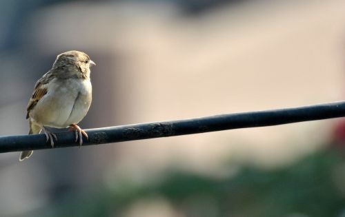 sparrow bird brown