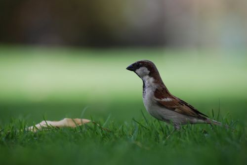 sparrow bird ground