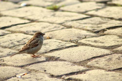 sparrow paving stones animal