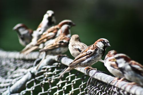 sparrow bird sperling