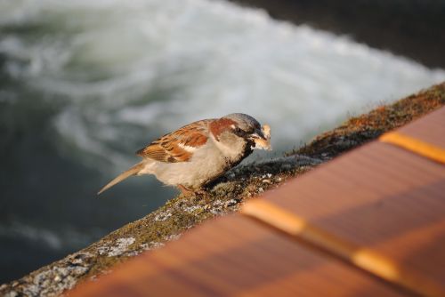 sparrow bird bird seed