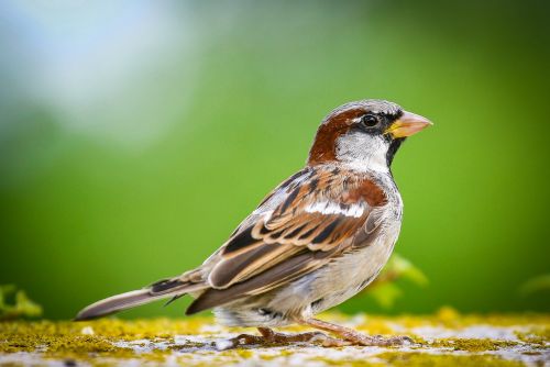 sparrow animal portrait bird