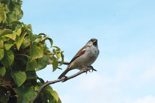 sparrow bird animal