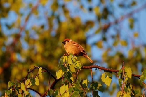 sparrow bird feather