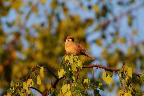 sparrow bird feather