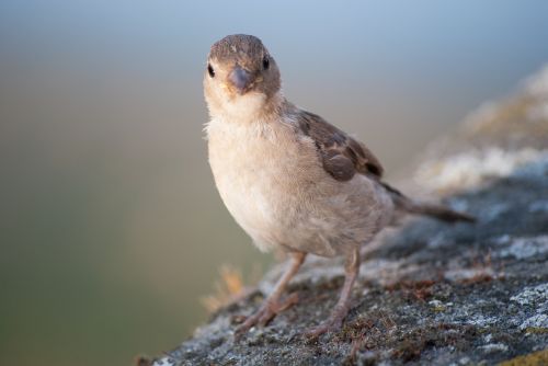 sparrow bird sperling