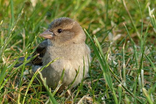 sparrow passer domesticus young