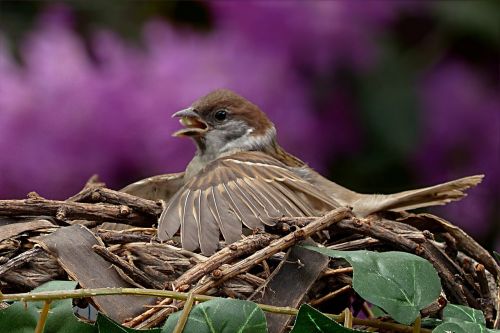 sparrow passer domesticus young