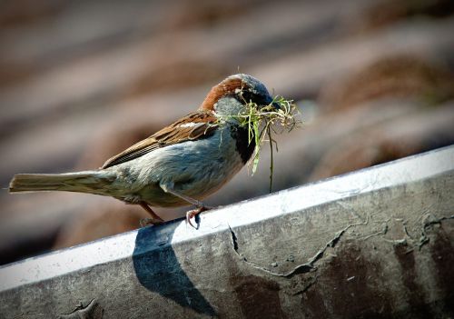 sparrow bird a lone