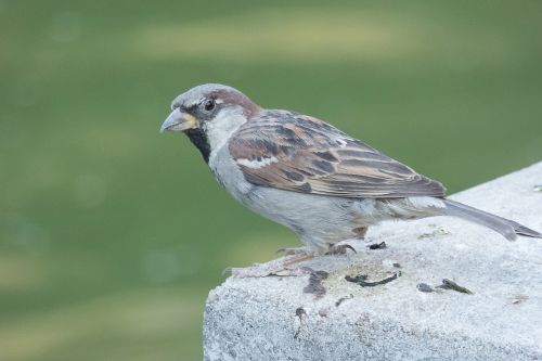 sparrow bird park