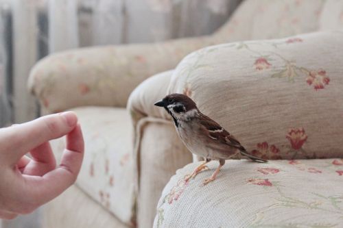 sparrow house bird