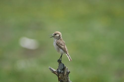sparrow wild bird ruoergai
