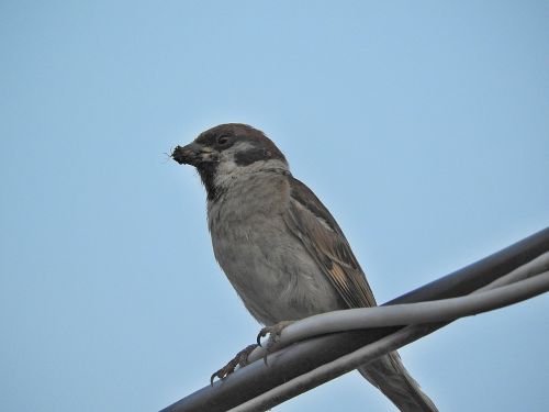 sparrow bird plumage
