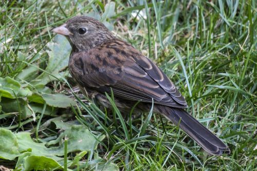 sparrow bird feathered