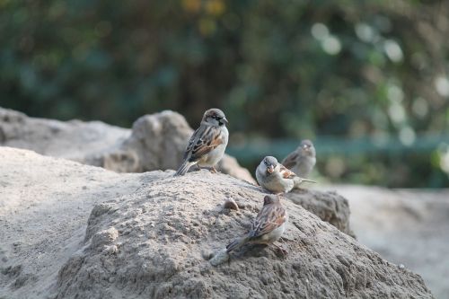 sparrow sperling berlin