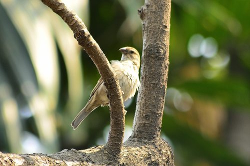 sparrow bird  on the tree  bird