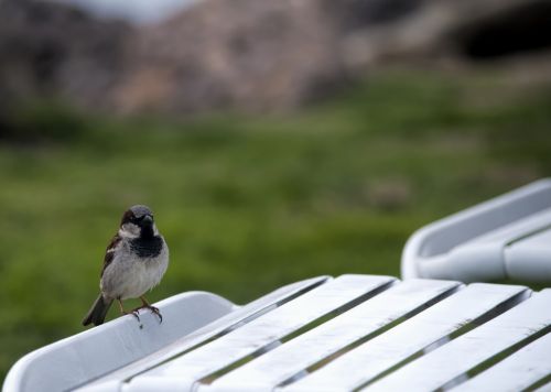 Sparrow On A Chair