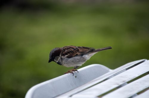 Sparrow On A Chair