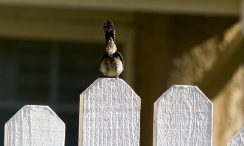 Sparrow On A Fence