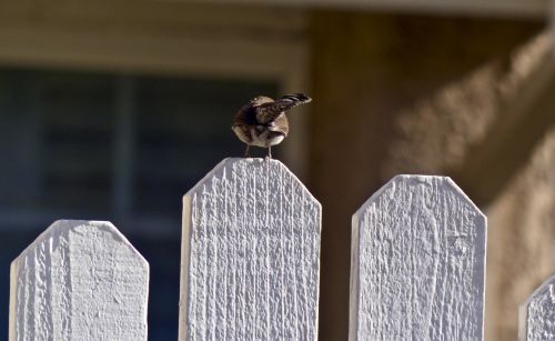 Sparrow On A Fence