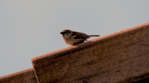 Sparrow On A Roof