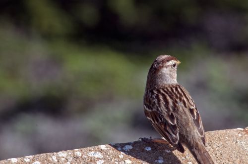 Sparrow On Wall Ledge