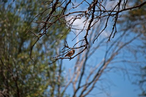 Sparrow Perched On A Branch