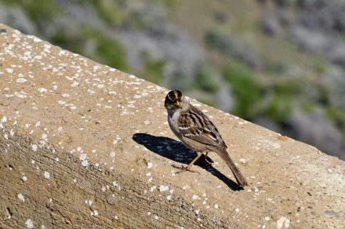 Sparrow Sitting On Wall