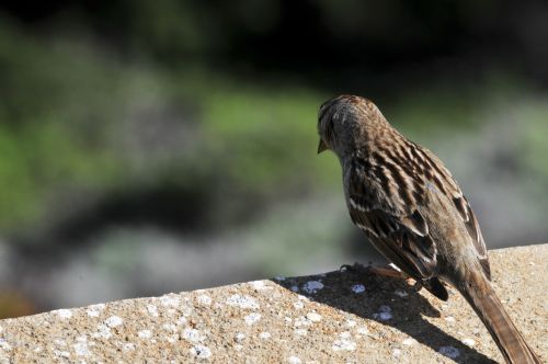 Sparrow Sitting On Wall
