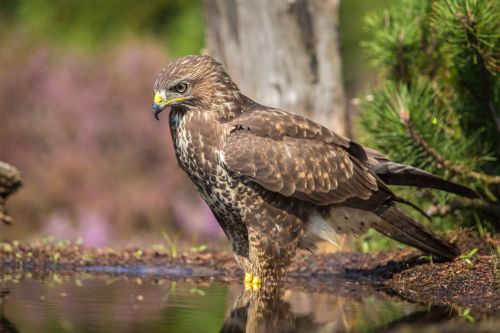 sparrowhawk bird of prey bird