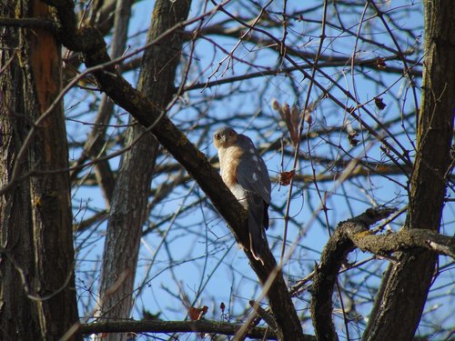 sparrowhawk  predator  bird