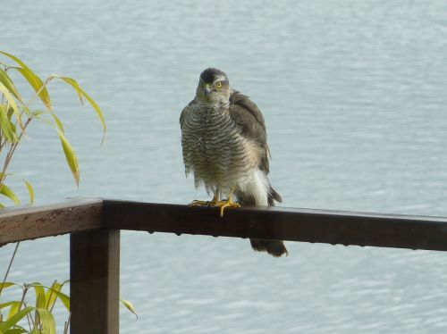 sparrowhawk bird of prey bird