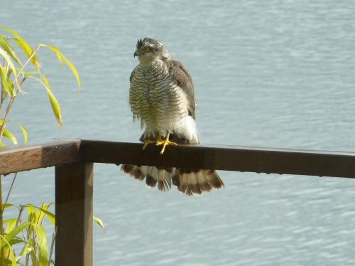 sparrowhawk bird of prey bird