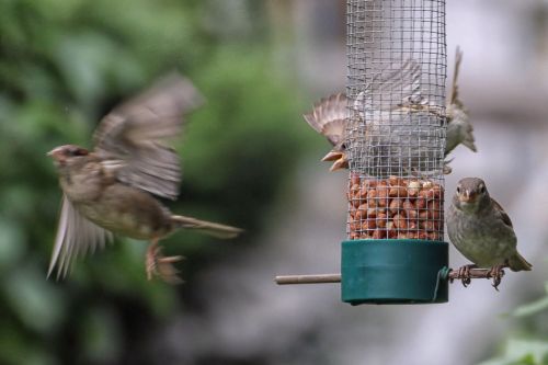sparrows treat dispenser fly