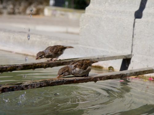 sparrows fountain drink