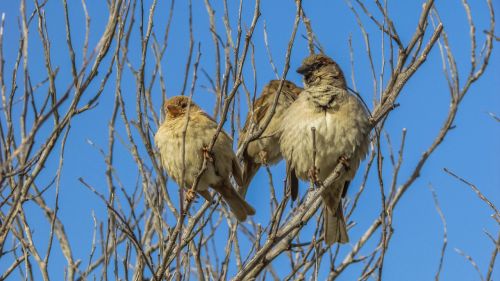 sparrows tree bird