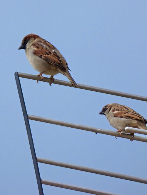 sparrows antenna bird