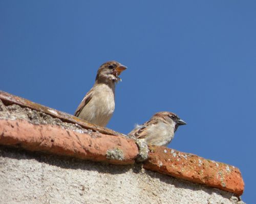 sparrows couple lookout