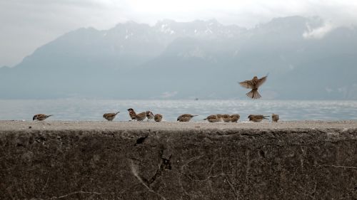 sparrows birds geneva