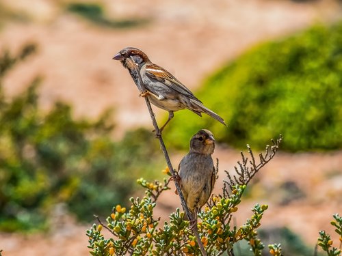 sparrows  nature  birds